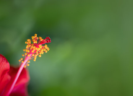 A close up image of a red hibiscus flower with red and yellow stamens and pistils.の写真素材