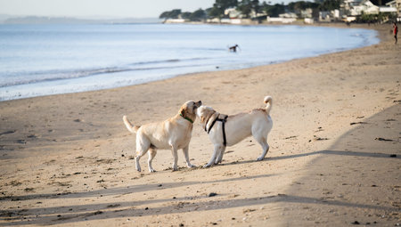 Two dogs playing on the beach, out-of-focus people and houses in the background. Milford beach....