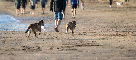 Dogs playing and out-of-focus people walking on the beach. Summer fun in Auckland.の写真素材