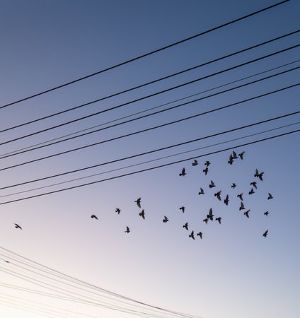 Birds flying away from power lines. Vertical format.の写真素材