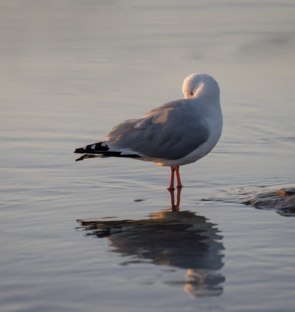 Seagull preening its wing feathers at sunrise. Vertical format.の写真素材