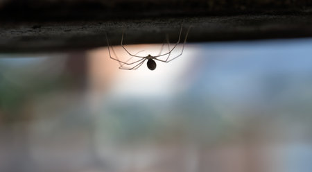 Back-lit image of a daddy long legs spider (Pholcus phalangioides) or skull spider.の写真素材