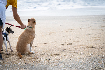 Woman putting leash on her dogs to go for a walk on a sandy beach.