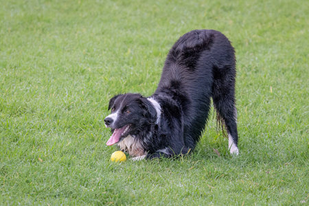 Dog playing with a yellow ball on green grass, sticking out his tongue.の写真素材