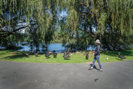 Woman walking among black swans in Western Springs Park, Auckland.の写真素材
