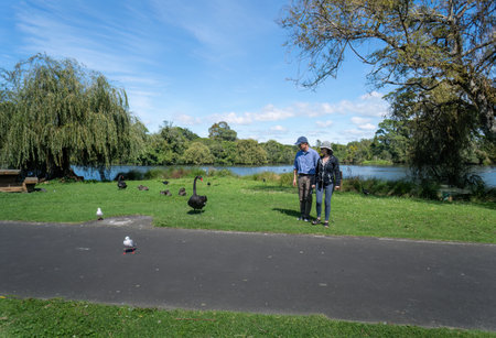 Tourists admiring black swan in Western Springs park, Auckland.の写真素材