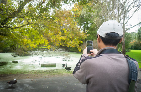 Tourist using mobile phone to take photos of black swans in Western Springs Park, Auckland.の写真素材