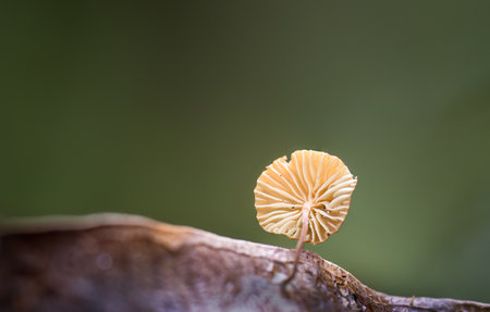 Gill of a tiny yellow fungus growing on a dried leaf in forest. Auckland.の写真素材
