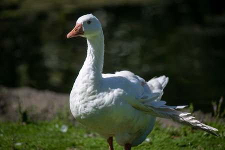 Side view of a white goose with wings sticking out, a condition known as Angel Wing Syndrome. Western Springs Park. Auckland.の写真素材