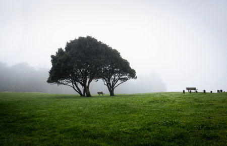 Pohutukawa trees in the heavy fog. Empty benches under the tree. Milford Beach reserve, Auckland.の写真素材