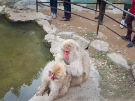 Two Japanese Macaque monkey grooming each other by the hot spring in the Jigokudani (means Hell Valley) snow monkey park in Nagano Japan. Legs of tourists standing and watching.の写真素材