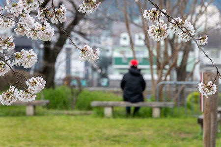 Man with red hat sitting on bench enjoying cherry blossom. Selective focus on pink cherry blossoms. Out-of-focus houses in the distance. Kyoto Prefecture. Japan.の写真素材
