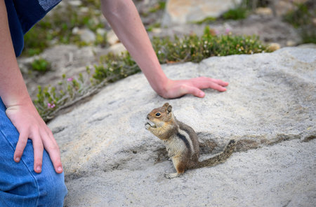 Golden-Mantled Ground Squirrel begging for food from tourists at Mount Rainier National Park....