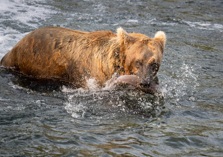 Brown bear caught a salmon in its mouth with water splashing around. Brooks river in Katmai National Park. Alaska.の写真素材