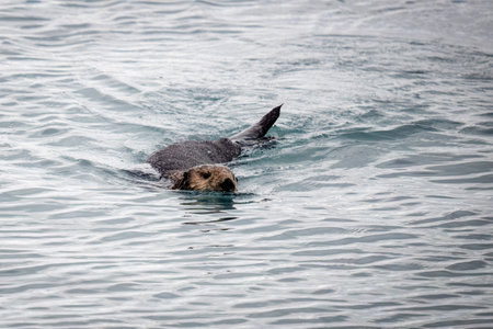A sea otter swimming in the waters of Kenai Fjords National Park, Seward, Alaska.の写真素材