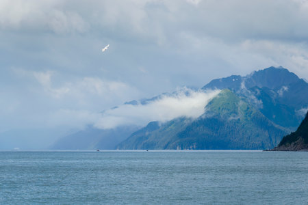 Seagull flying above the mountains at Kenai Fjords National Park. Seward. Alaska.の写真素材