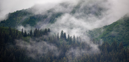 Clouds drifting above the forest on the high mountains. Kenai Fjords National Park. Seward. Alaska.の写真素材