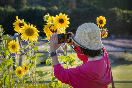Woman taking smartphone photos of bright sunflowers.の写真素材