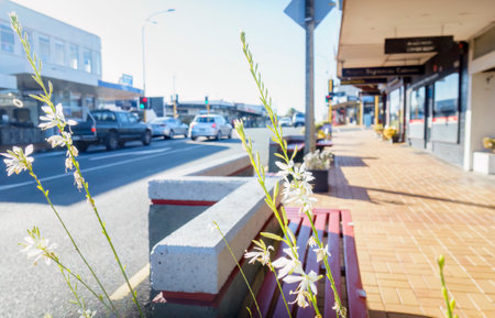 Beautiful white flowers by the bench on the pedestrian pavement. Milford. North Shore City. Auckland.の写真素材