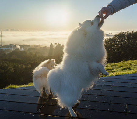 Backlit photo of a womanâs hand feeding fluffy white dogs in the foggy morning.の写真素材