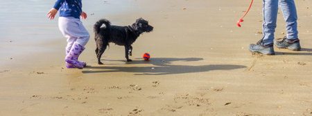 Kid and dog playing on the sandy beach.の写真素材