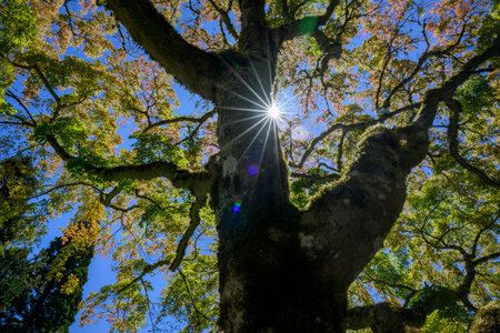Sun starbursts shining through giant tree branches in late summer. Seattle.の写真素材