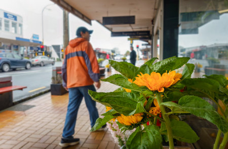 Sunflowers on display outside a flower shop. People walking on the pedestrian pavement outside the shops. Auckland.の写真素材