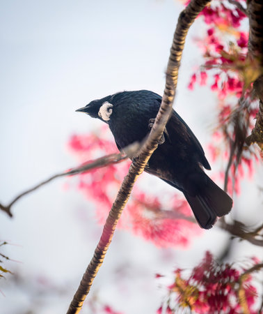 Tui bird on a branch with pink flowers. Vertical format.の写真素材