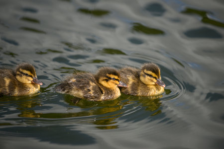 Three ducklings swimming in the lake.の写真素材