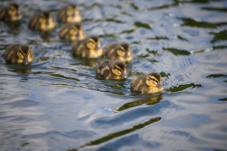 Fluffy ducklings swimming in a row in the lake. Selective focus on the leading duckling.の写真素材