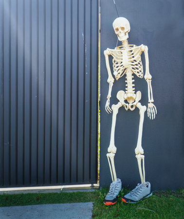 Halloween - Skeleton standing by a wall, Auckland. Vertical format.の写真素材