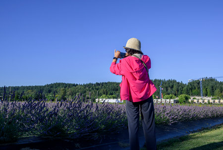 Woman taking photos of lavender flowers using smartphone. Low angle view.の写真素材