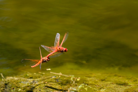 Red dragonfly mating in the air.の写真素材