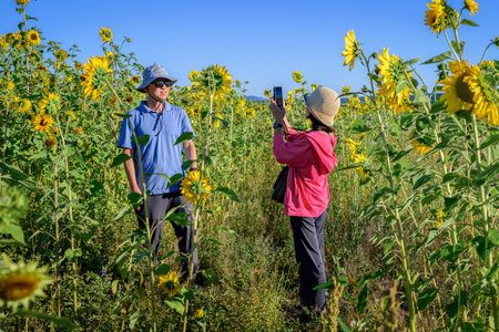 Tourists taking photos using smartphone in the sunflower field. Redmond. Washington State.の写真素材