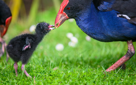 Pukeko bird mother feeding baby Pukeko. Western Springs park, Auckland.の写真素材