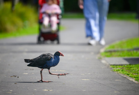 Pukeko bird walking across the road, unrecognizable people pushing baby pram at Western Springs park, Auckland.の写真素材