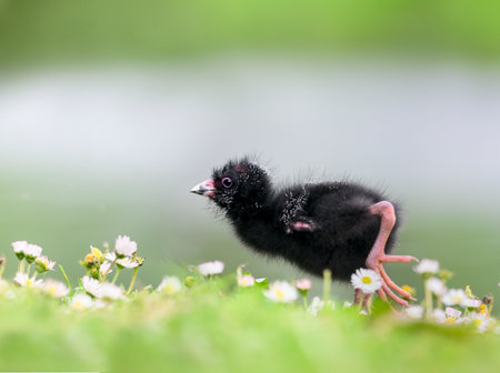 Pukeko chick walking among wildflowers with a smooth nature background. Auckland.の写真素材