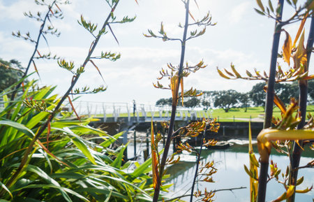 Fresh native New Zealand Flax (Harakeke) in sprint at Milford Beach Reserve. Unrecognizable people walking on the pedestrian bridge. Milford. Auckland.の写真素材