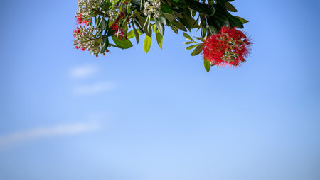 Red Pohutukawa flowers and buds against a clear blue sky. New Zealand Christmas Tree.の写真素材