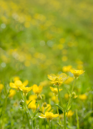 Spring yellow flowers with blurred natural meadow background. Vertical format.の写真素材