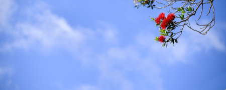 Red Pohutukawa flowers against a blue sky, New Zealand Christmas Tree.の写真素材