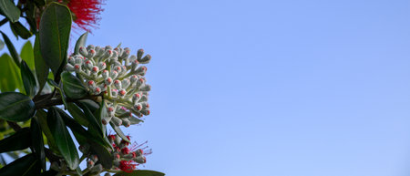 Pohutukawa flower buds are starting to bloom under a clear blue sky. New Zealand Christmas Tree.の写真素材