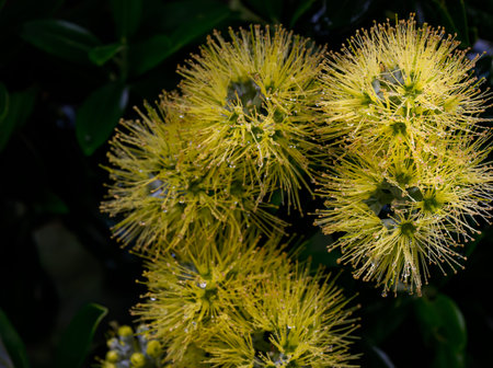 Close-up image of yellow Pohutukawa blooms with raindrops. New Zealand Christmas Tree. Auckland.の写真素材
