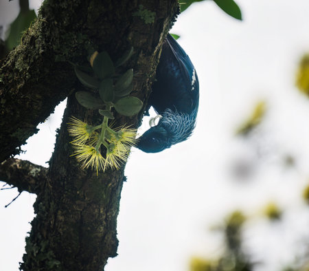 Tui bird feeding on nectar on yellow Pohutukawa flowers. Auckland.