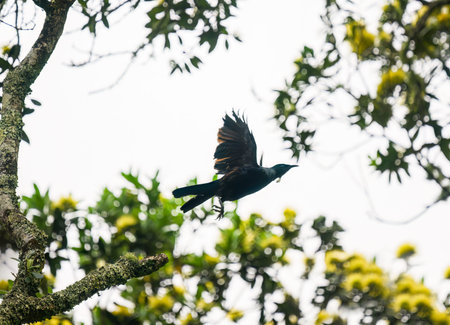 Tui bird flying towards yellow Pohutukawa flowers. New Zealand Christmas tree. Auckland.