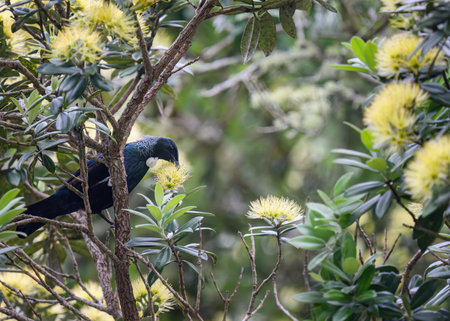 Tui bird feeding on nectar on yellow Pohutukawa flowers. New Zealand Christmas tree. Auckland.