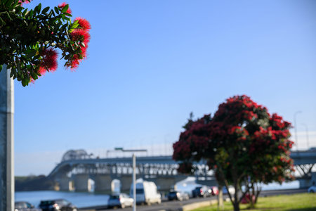 Pohutukawa trees in full bloom. Out-of-focus Auckland Harbour Bridge in the background. New Zealand Christmas tree.の写真素材