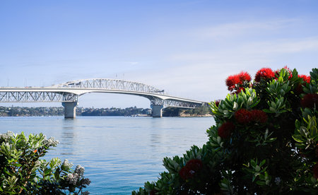 Auckland Harbour Bridge framed by Pohutukawa blooms. New Zealand Christmas tree.の写真素材