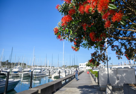 Pohutukawa trees in full bloom. Unrecognisable people and yachts at Westhaven Marina. New Zealand Christmas tree.の写真素材