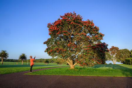 Woman in red taking photos using a smartphone of red Pohutukawa flowers, New Zealand Christmas Tree. Auckland.の写真素材